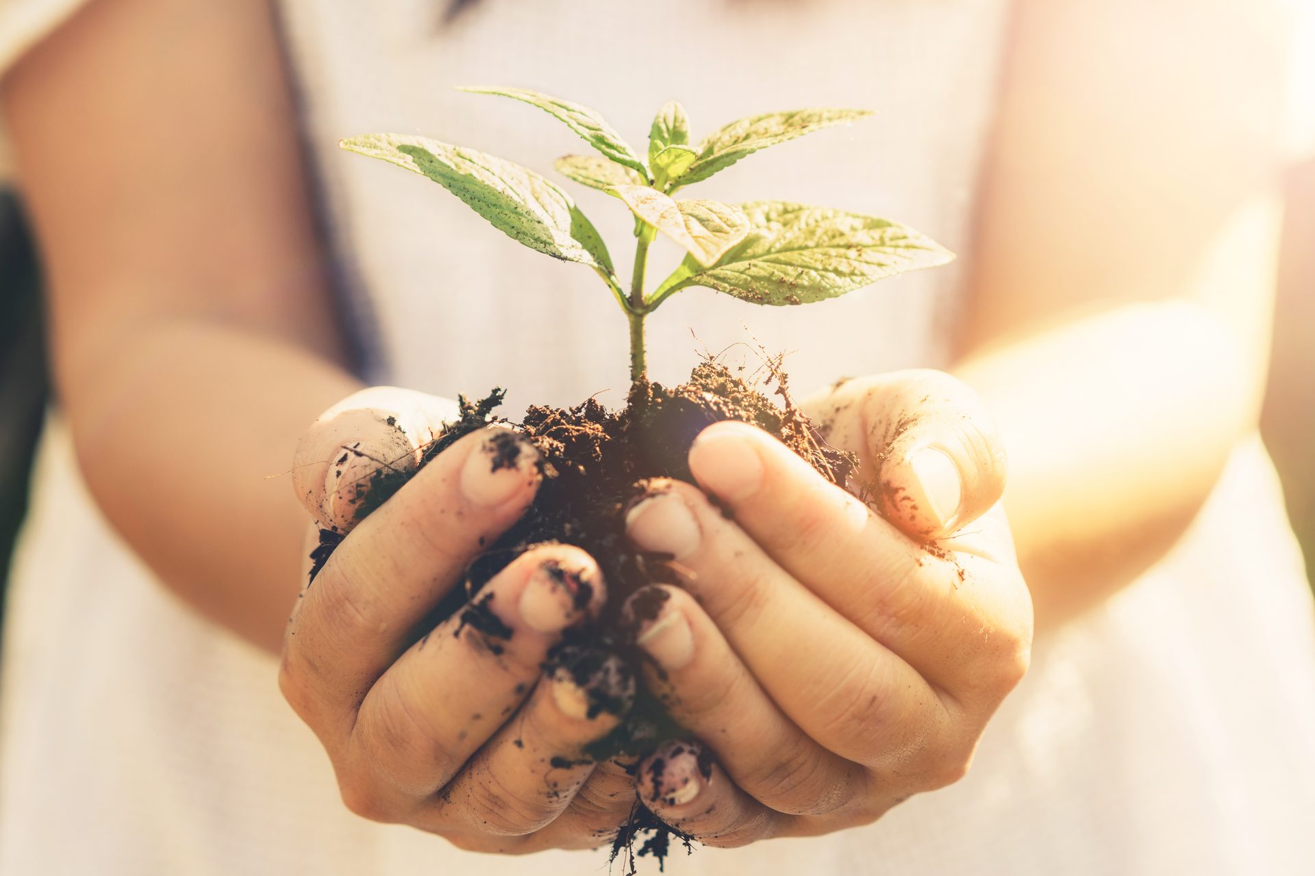 A young seedling held in cupped hands