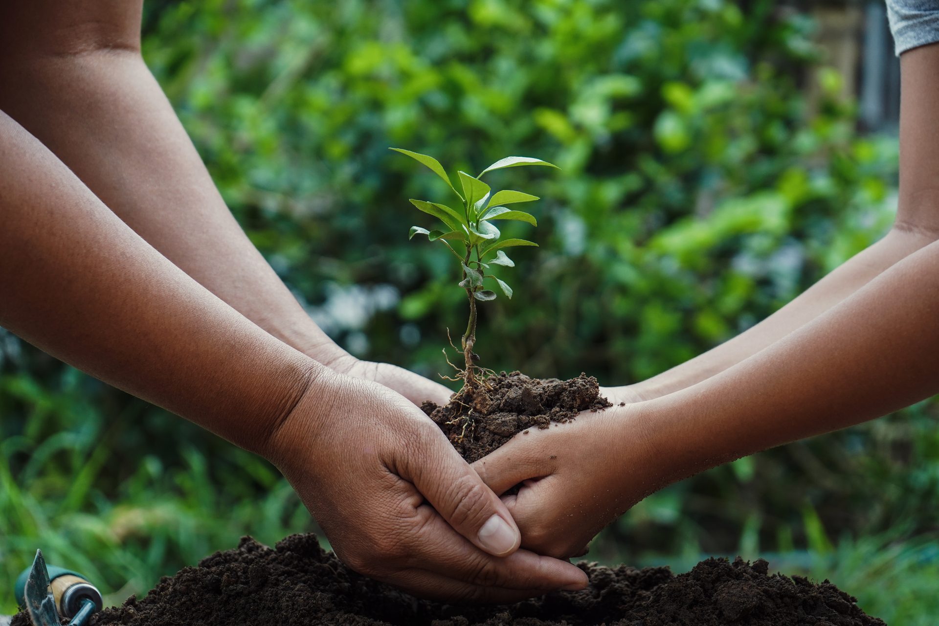Two people planting a tree together